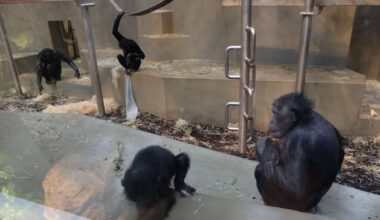 Wilhelma in Stuttgart: Nach Peta-Anzeige: Ermittlungen in Sachen Stuttgarter Zoo dauern an