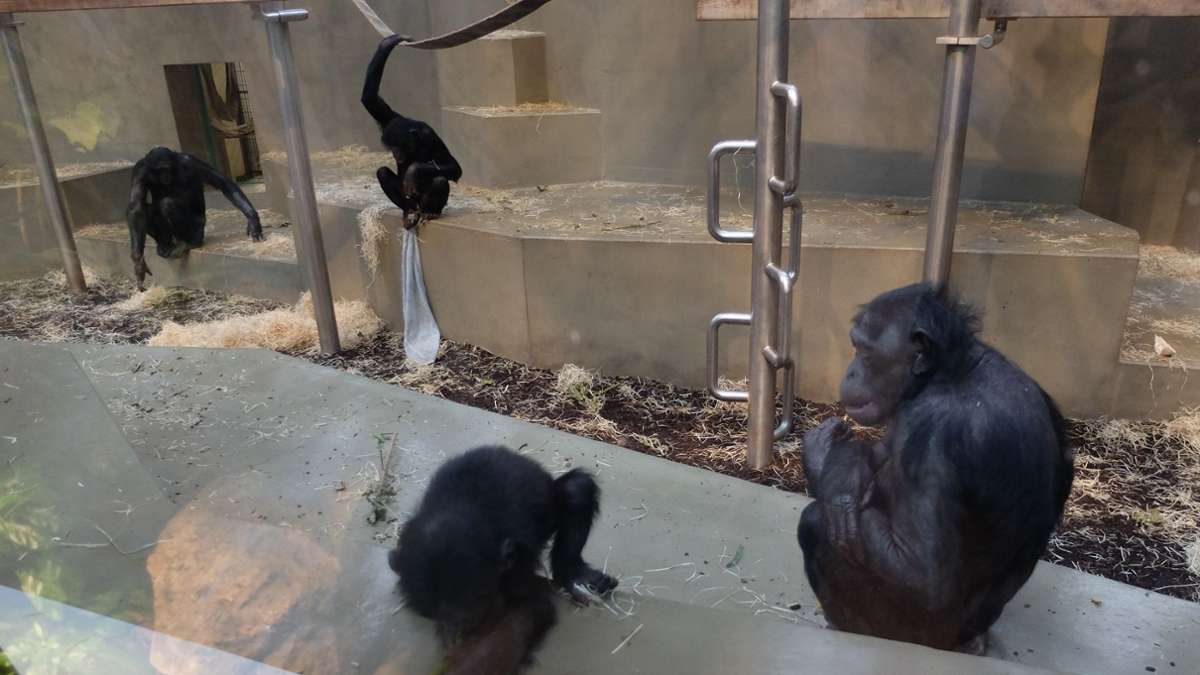 Wilhelma in Stuttgart: Nach Peta-Anzeige: Ermittlungen in Sachen Stuttgarter Zoo dauern an