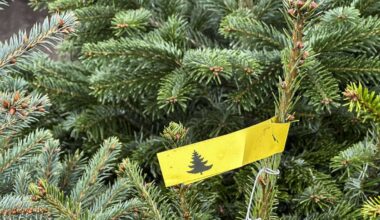 Weihnachten: Christbaumverkauf in Stuttgart – wo die Tannen stehen