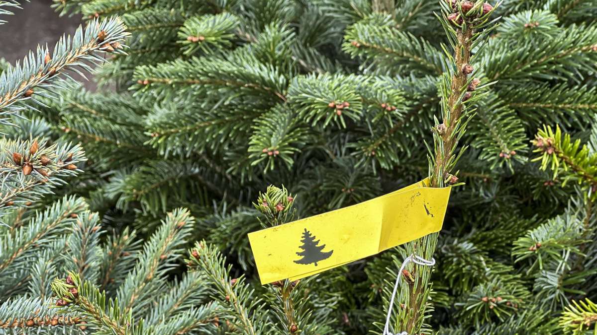 Weihnachten: Christbaumverkauf in Stuttgart – wo die Tannen stehen
