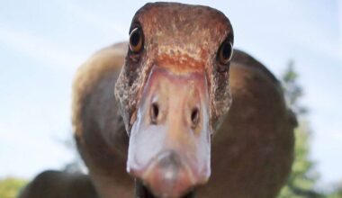 Behördensprache in Stuttgart: Gans schön bürokratisch! - Startseite