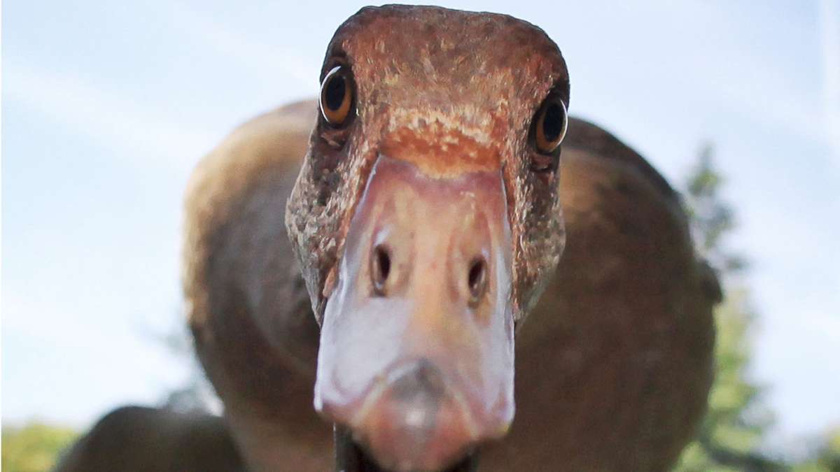 Behördensprache in Stuttgart: Gans schön bürokratisch! - Startseite