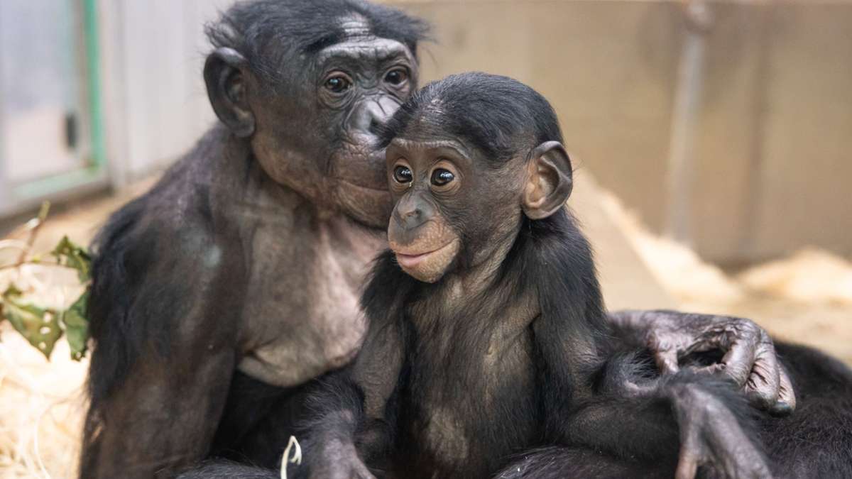 Ausbildung im Zoo Stuttgart: Fünf Stellen für 200 Bewerber – so wird man Tierpfleger in der Wilhelma