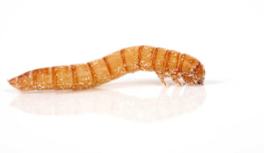 Aus für Ynsect: Die Insekten-Hoffnung Frankreichs gescheitert