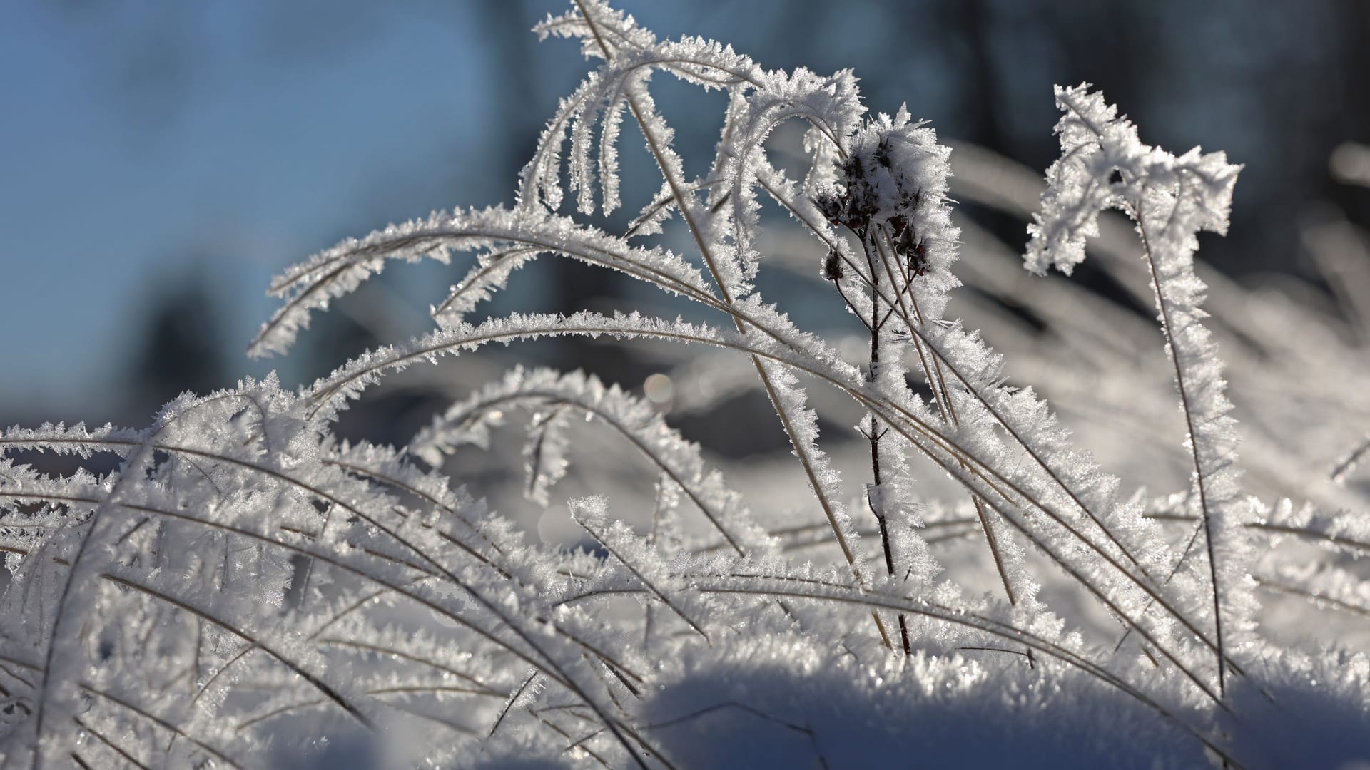 Mit Raureif überzogene Gräser (Symbolbild): Der Nikolaustag ist in Dresden mit frostigen Temperaturen und Glätte gestartet.