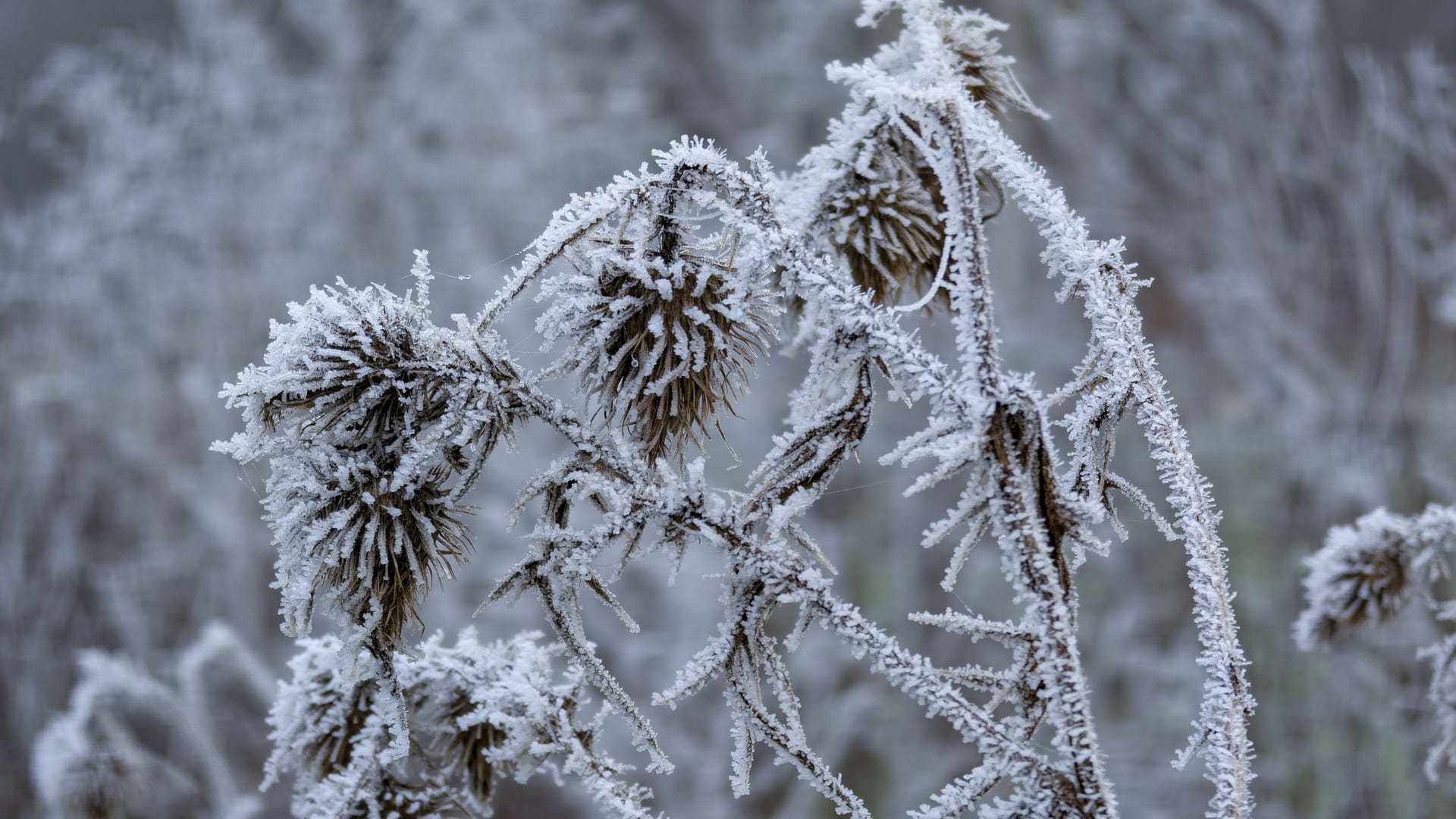 Mit Reif bedeckte Pflanzen an einer Straße (Symbolbild): In Aachen und Nordrhein-Westfalen werden nach Neujahr starke Schneefälle erwartet.
