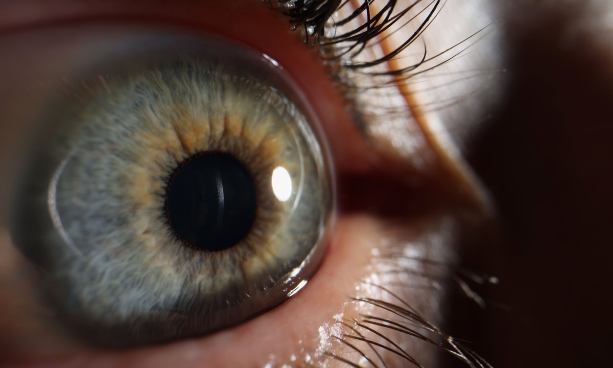 Nachtblindheit auf molekularer Ebene entschlüsseln – Universität Innsbruck