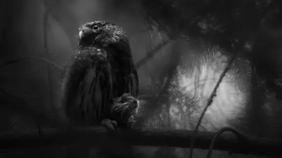 Ein schwarz-weiß Bild einer Eule.