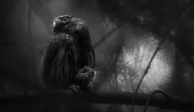 Ausstellung zum Europäischen Naturfotografen 2025 öffnet in Verden