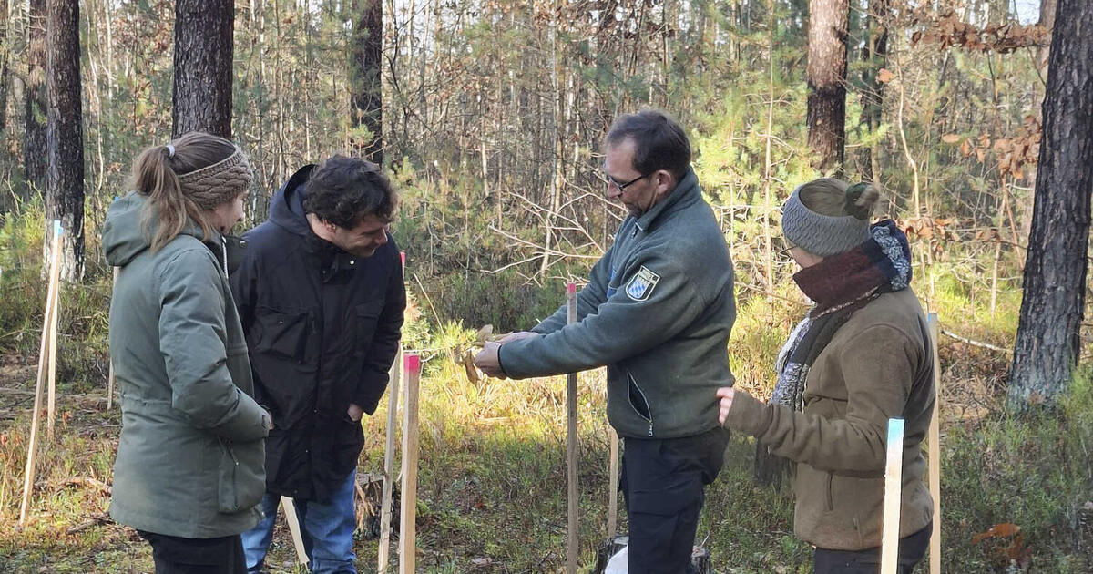 Nelderäder: Effiziente Pflanzmethode für klimafeste Wälder