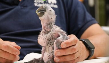 Wie geht es mit Baby „Nobby“ weiter?