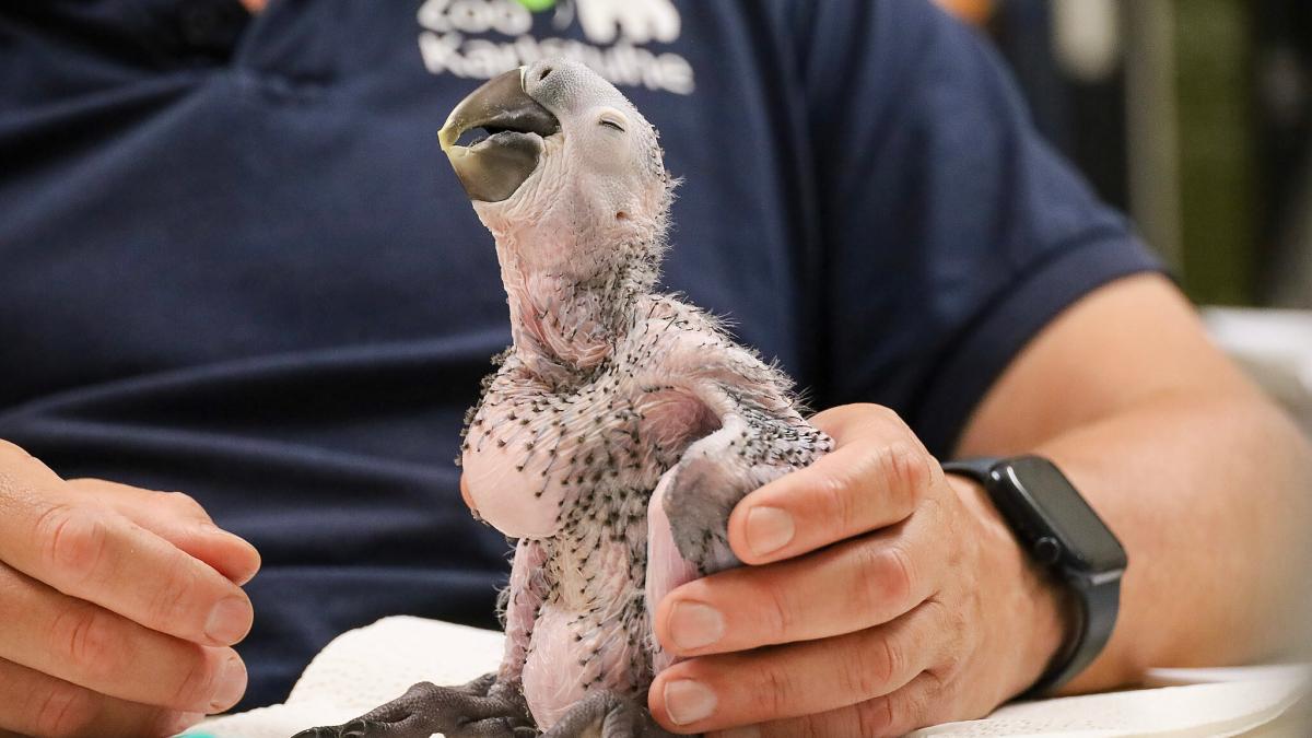 Wie geht es mit Baby „Nobby“ weiter?