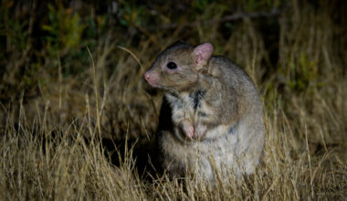 Foto eines Lesueur-Bürstenkängurus