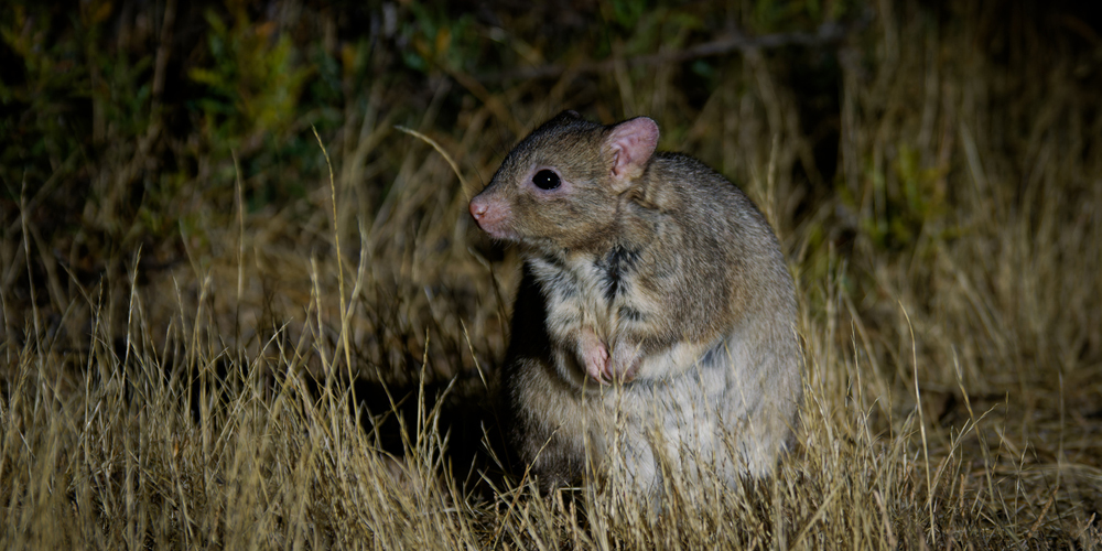 Foto eines Lesueur-Bürstenkängurus