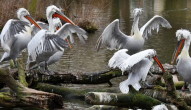 Wieder Vogelgrippe-Fälle im Zoo Leipzig: Diesmal bei den Pelikanen
