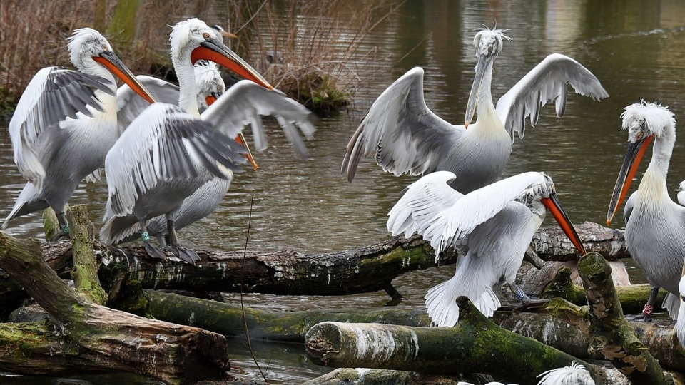 Wieder Vogelgrippe-Fälle im Zoo Leipzig: Diesmal bei den Pelikanen