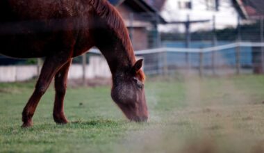 Pferd in Futterreifen eingeklemmt und stirbt