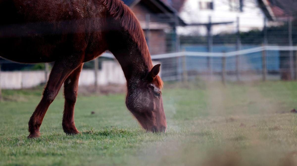 Pferd in Futterreifen eingeklemmt und stirbt