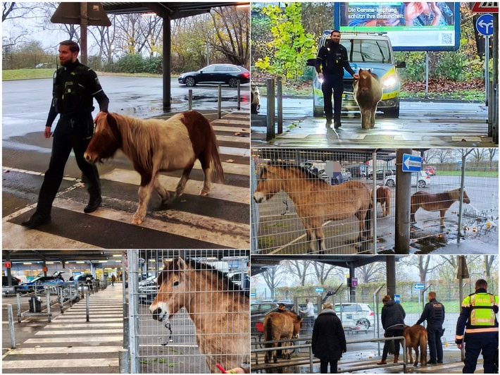 POL-DU: Duissern: Polizei stoppt tierischen Ausflug - Pferde und Ponys nach Straßenabenteuer in Sicherheit gebracht