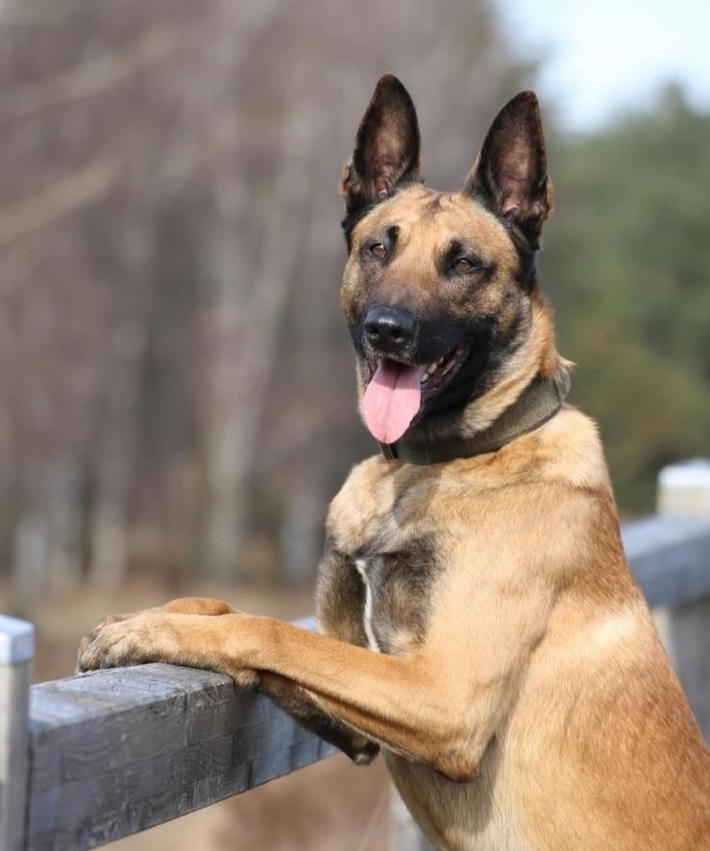 POL-DU: Marxloh: Rauschgiftspürhund findet Drogen im Pkw