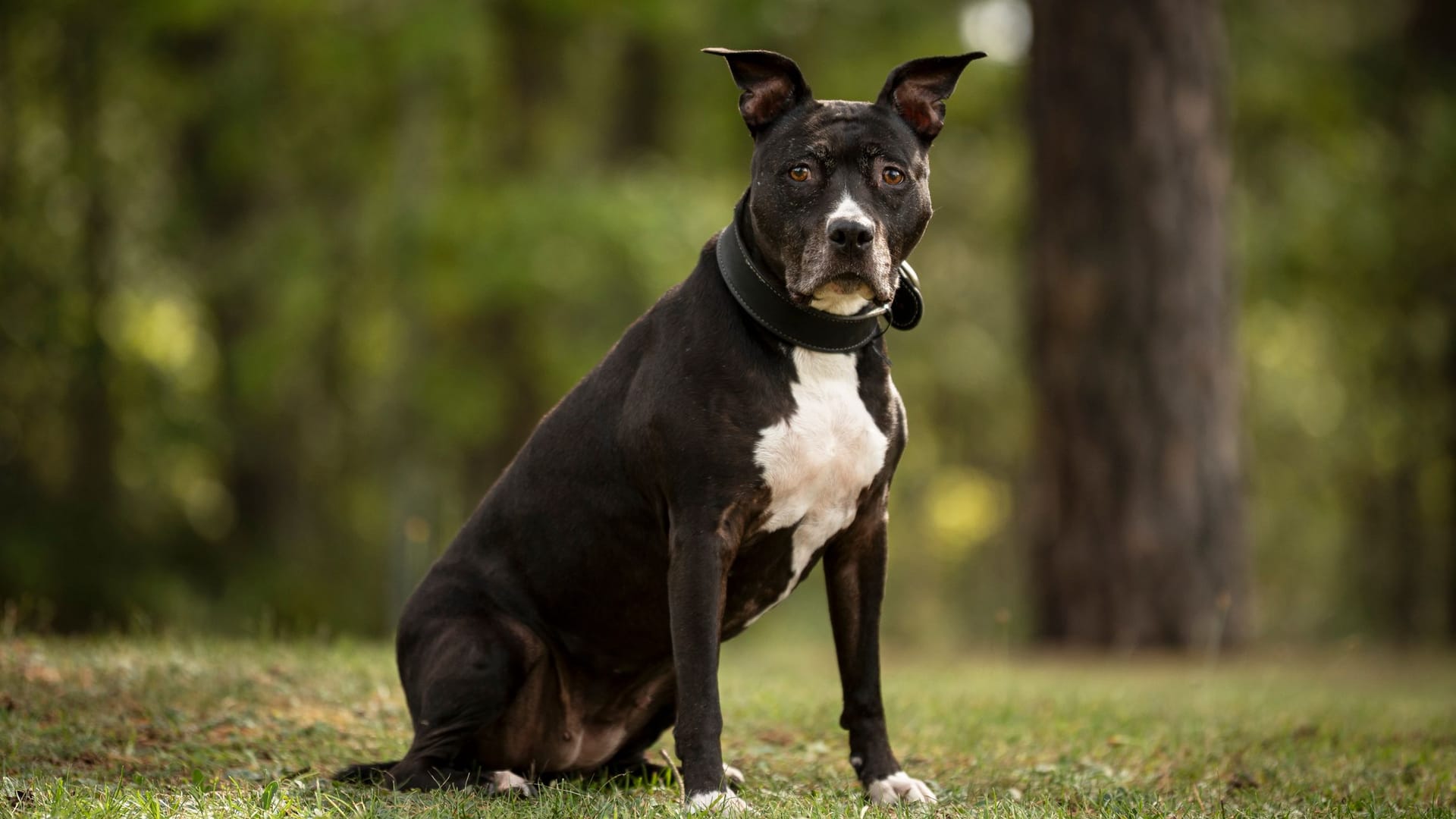 Polly sei unter bestimmten Umständen ziemlich zutraulich – doch die Hündin bringt ein Problem mit sich.