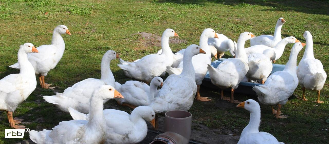 Audio: rbb|24 | 29.12.2025 | Luise Burkhardt | dpa/Settnik Symbolbild: Gänse stehen auf dem Hof eines Geflügelzüchters. (Quelle: dpa/Settnik)