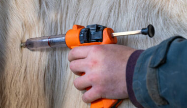 LSD: In Frankreich müssen Soldaten bei Rinderimpfung helfen