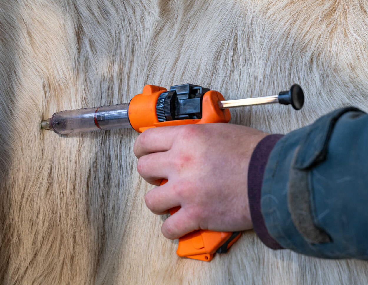 LSD: In Frankreich müssen Soldaten bei Rinderimpfung helfen