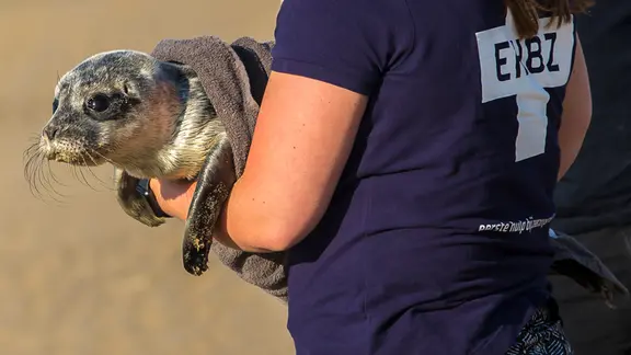 Eine Frau hält eine Robbe in den Armen. | picture alliance / Goldmann Eine Frau hält eine Robbe in den Armen.