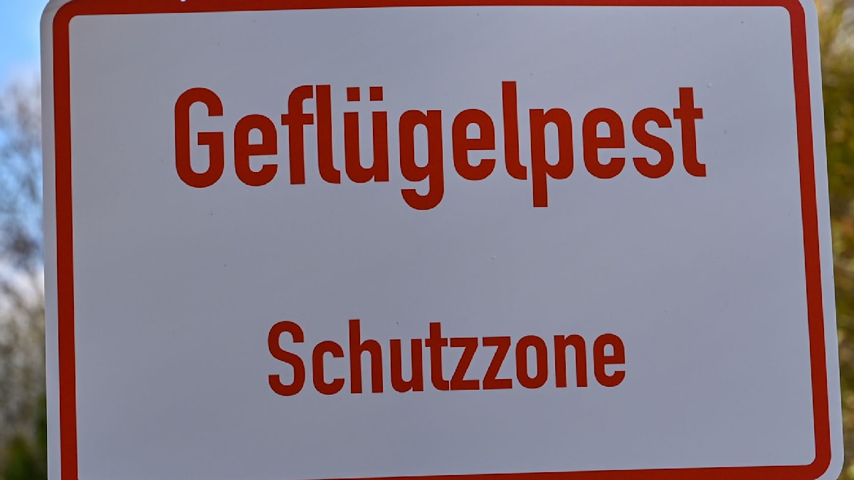 Keine Stallpflicht mehr in zwei Kreisen in Nord-Brandenburg