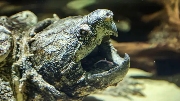Ein Portrait einer Geierschildkröte.