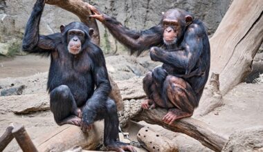 Sächsische Zoos investieren im kommenden Jahr Millionen