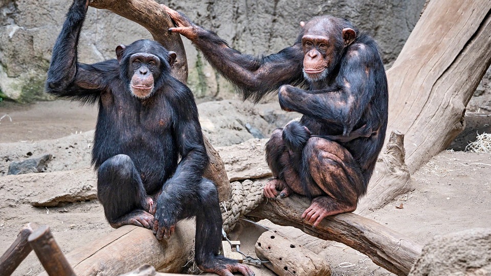 Sächsische Zoos investieren im kommenden Jahr Millionen