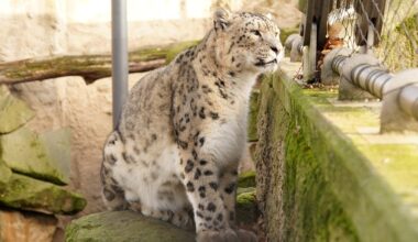 Zoo Dresden gründet Alters-WG für Schneeleoparden