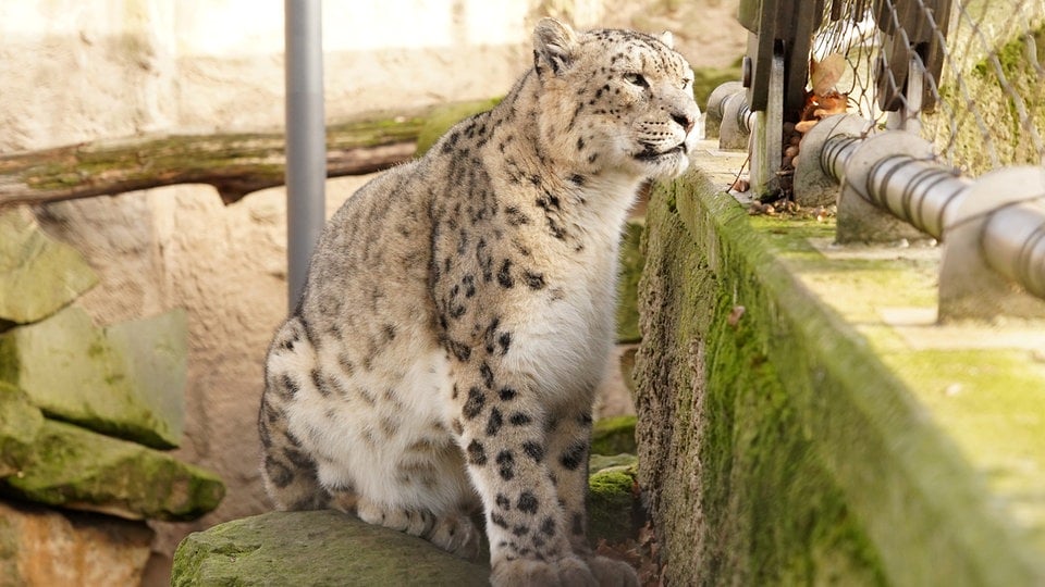 Zoo Dresden gründet Alters-WG für Schneeleoparden