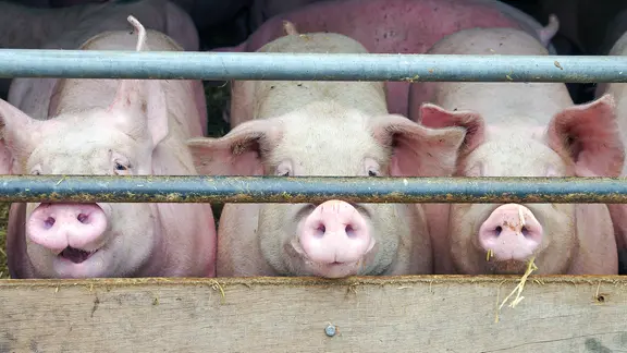 Drei Schweine stehen dicht gedrängt in einem Schweinestall.