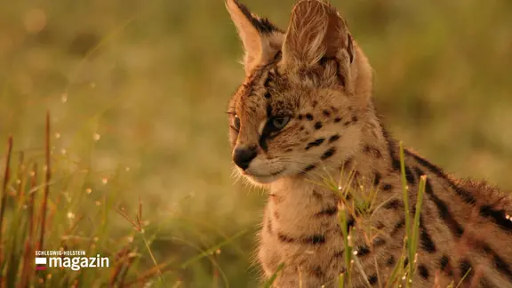 Ein Serval in freier Wildbahn.