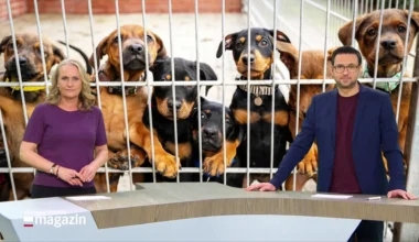 Schleswig-Holstein Magazin | 16.12.2025 - NDR.de