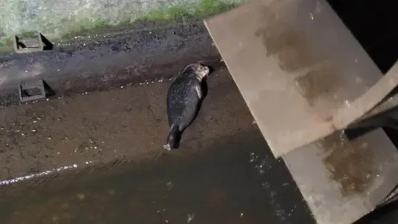 Ein Seehund hat sich am Sonntagabend verirrt: Er war durch ein unterirdisches Rohr bis zum Mühlenstrom-Wasserrad geschwommen und kam dort nicht weiter. | NDR, Mirja Pape Ein Seehund ist am ZOB Flensburg gestrandet.