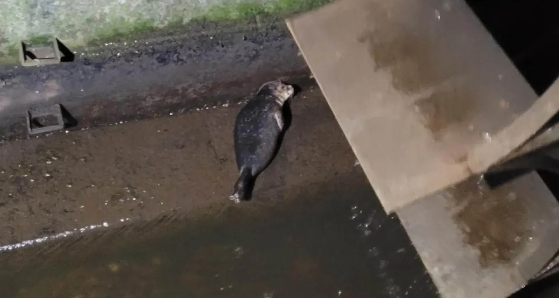 Flensburg: Seehund aus Wasserrad in der Innenstadt gerettet