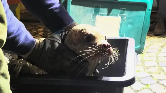 Ein Seehund ist am ZOB Flensburg gestrandet.