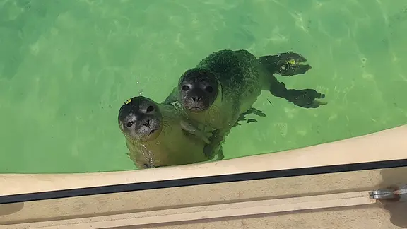 Seehunde in der Seehundstation Norddeich. | NDR, Henning Kulbarsch Seehunde in der Seehundstation Norddeich.