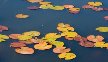 Mann will Bremer Polizei entkommen – mit einem Sprung in einen Tümpel