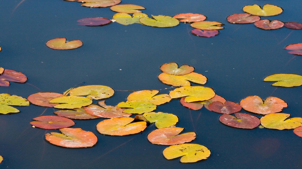 Mann will Bremer Polizei entkommen – mit einem Sprung in einen Tümpel