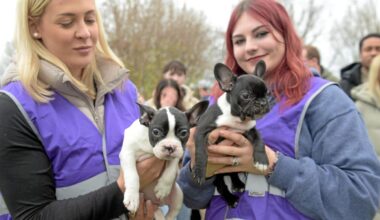 Gassi gehen; Hunde, Katzen & Kleintiere adoptieren