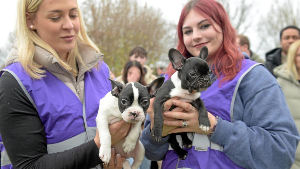 Gassi gehen; Hunde, Katzen & Kleintiere adoptieren