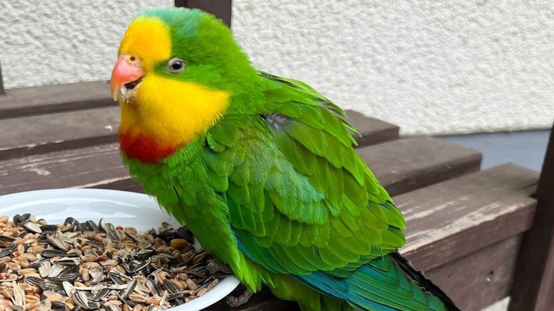 Steve: Der Schildsittich benötigt ein Zuhause mit mindestens einem weiteren Schildsittich.