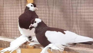 129. Lipsia-Bundesschau für Rassegeflügel in Leipzig