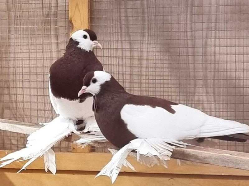 129. Lipsia-Bundesschau für Rassegeflügel in Leipzig