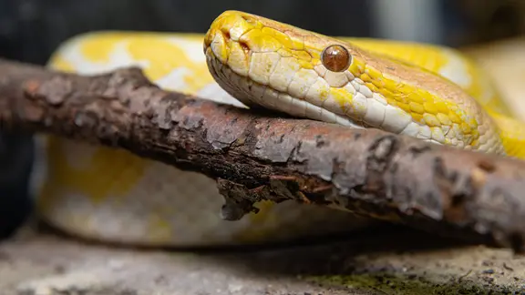 Eine Albino-Tigerpython.